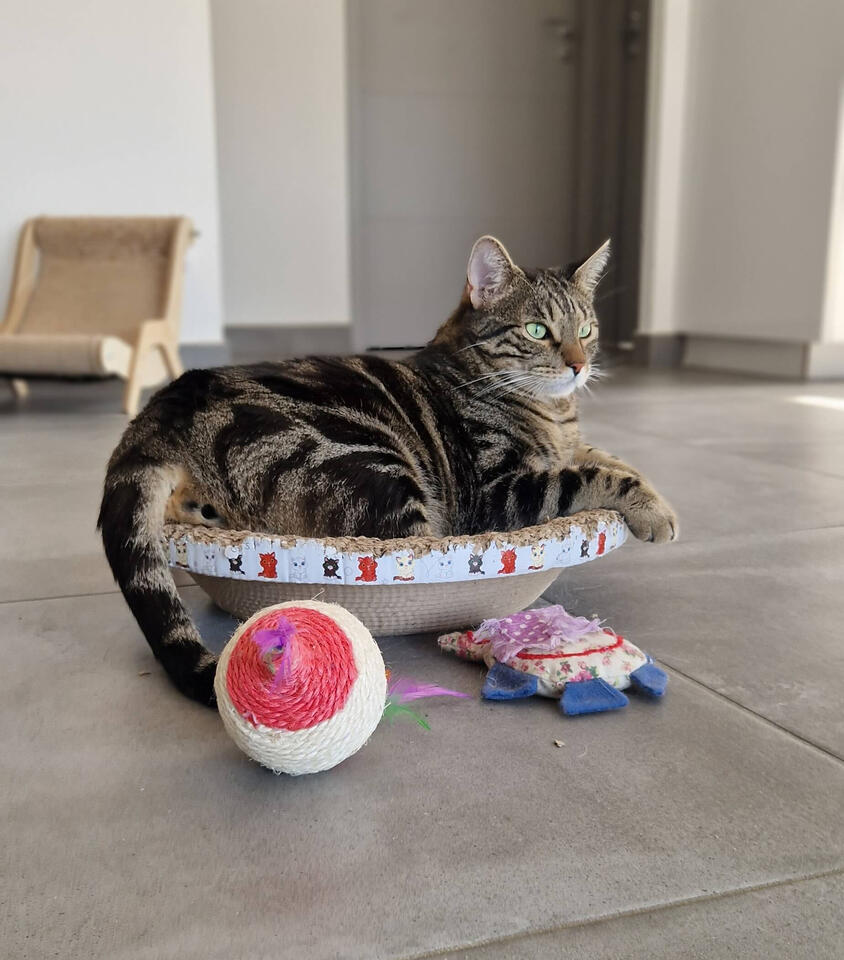 visite chat visite chat