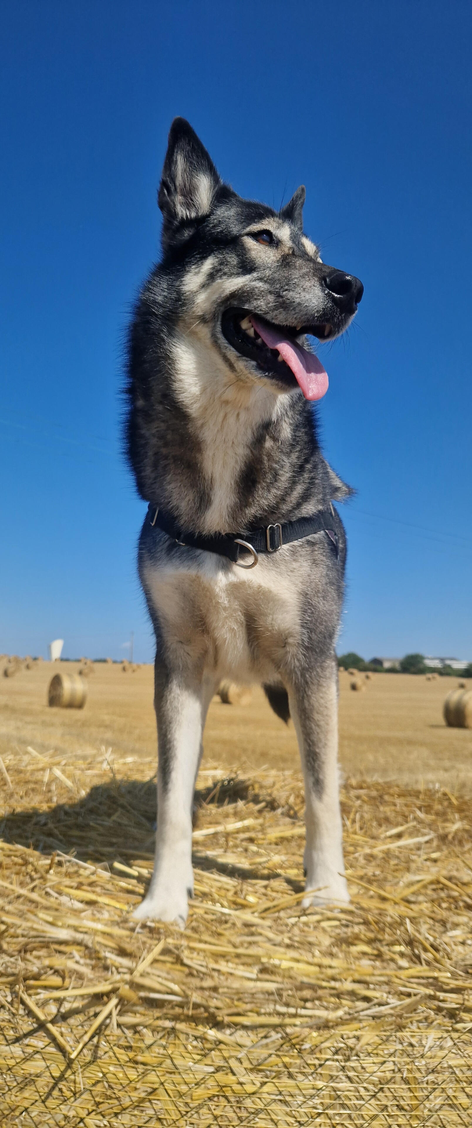 balade chien
